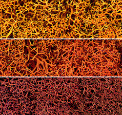 Woodland Scenics 165 All Scale Lichen - 1.5qts 1.4L -- Autumn Mix