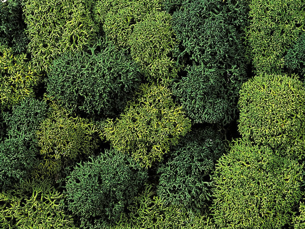 Noch 8621 All Scale Lichen Double-Pack - 2-3/4oz 78g -- Light & Dark Green