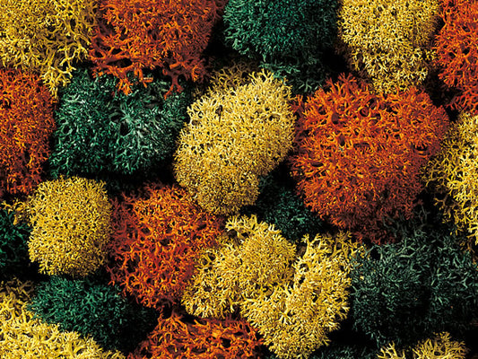 Noch 8620 All Scale Lichen Double-Pack - 2-3/4oz 78g -- Autumn