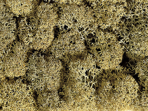 Noch 8600 All Scale Lichen Single Pack - 1oz 28.3g -- Stone Gray