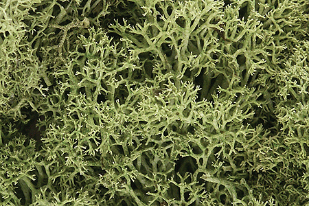 Woodland Scenics 161 All Scale Lichen - 1.5qts 1.4L -- Spring Green