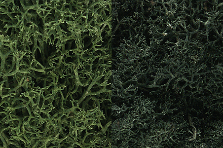 Woodland Scenics 168 All Scale Lichen - 3qts 2.84L -- Dark Green Mix